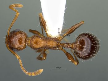 Media type: image;   Entomology 583616 Aspect: habitus dorsal view